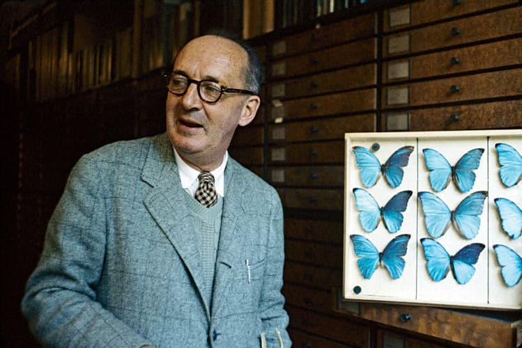 Nabokov observing butterflies